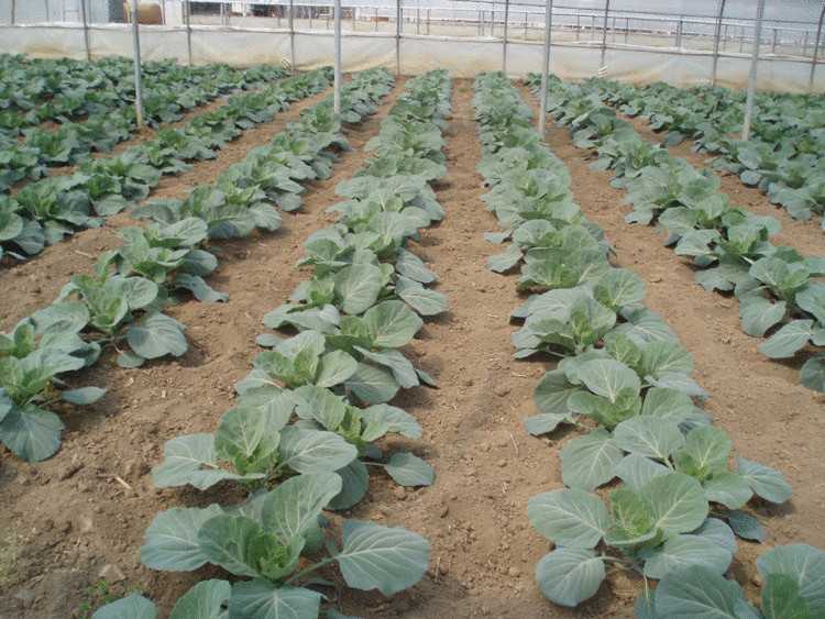 Важные особенности выращивания капусты в открытом грунте и ухода за ней