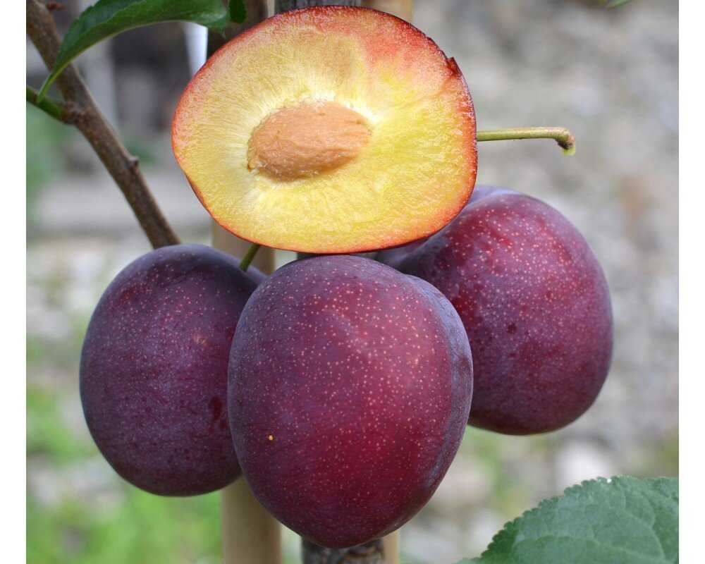 Шарафуга: гибрид со вкусом сливы и абрикоса, описание и правила выращивания