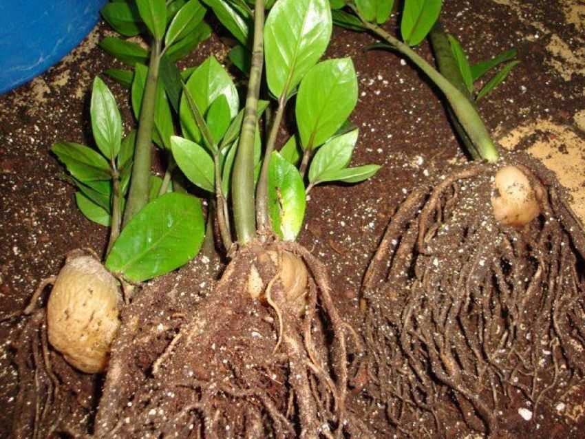 Замиокулькас: уход и выращивание в домашних условиях, виды, болезни | клуб цветоводов