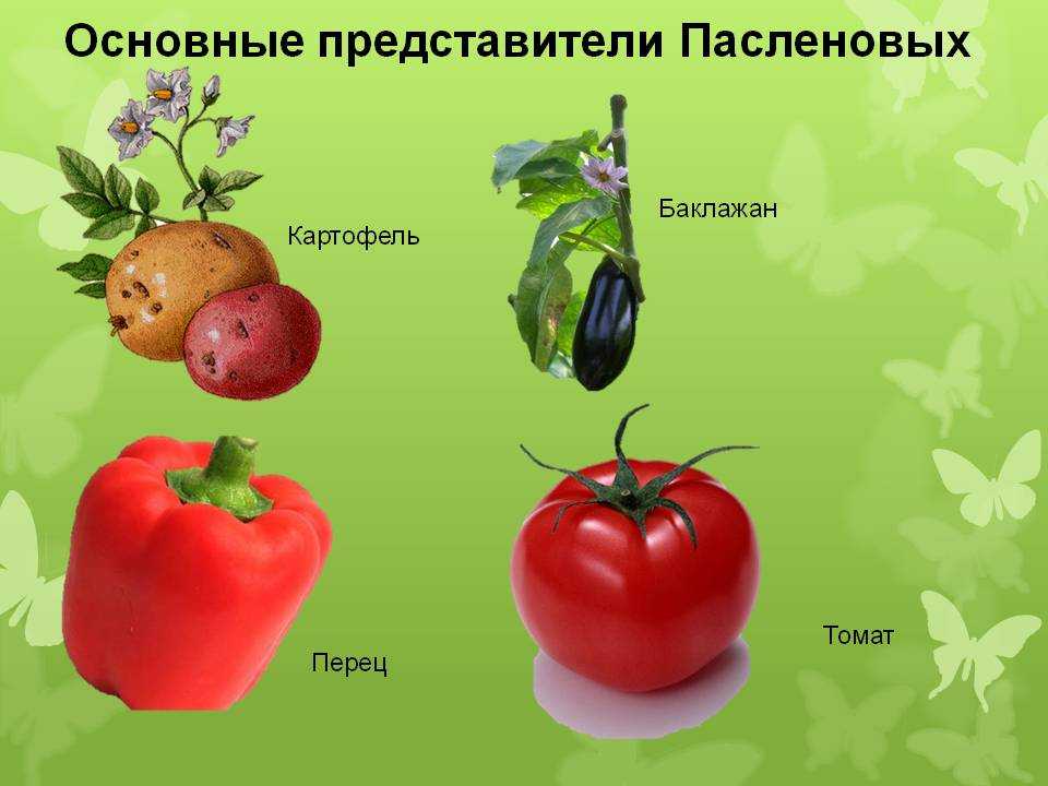 Агротехнические приемы повышения урожая и качества овощных культур семейства пасленовых (томата, перца сладкого и баклажан)