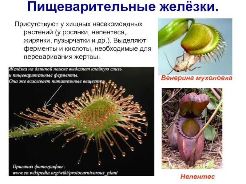 Растение скабиоза кавказская