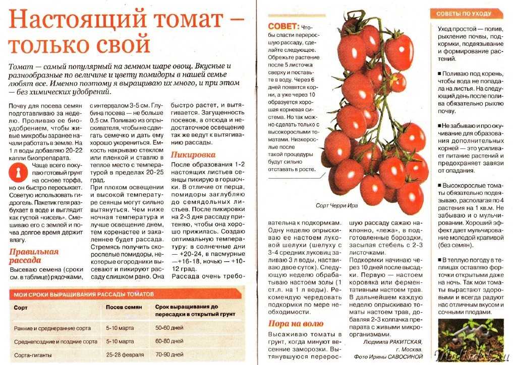 Как повысить урожайность помидор в теплице и открытом грунте