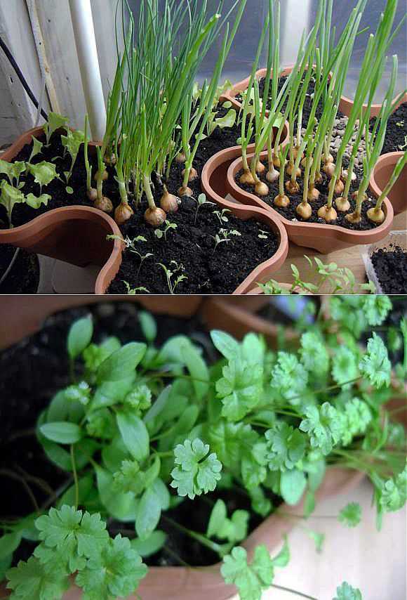 Кресс-салат: выращивание на подоконнике - полезные свойства, виды, выращивание и уход, сбор урожая