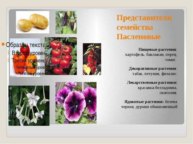 Овощные растения семейства пасленовые