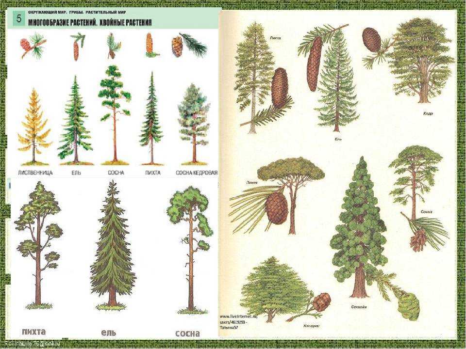 Сосна хвойное или лиственное дерево, ботаническое описание и ореол произрастания