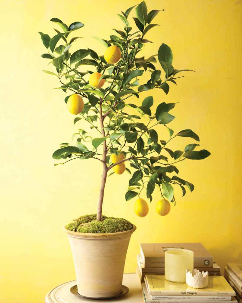 Почему у лимона скручиваются листья и как решить проблему