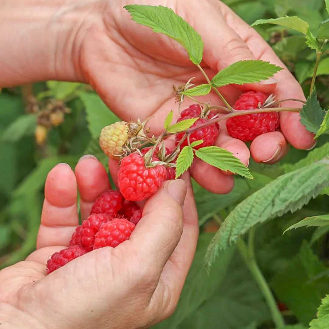 Плодовые ягодные кустарники для сада: фото с названиями, описание