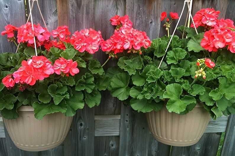 Герань или пеларгония (130 фото) - как правильно посадить и ухаживать в домашних условиях | огородникам инфо