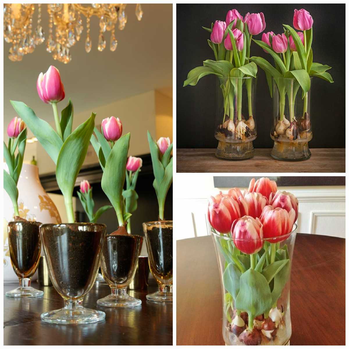 Выгонка тюльпанов к 8 марта в домашних условиях