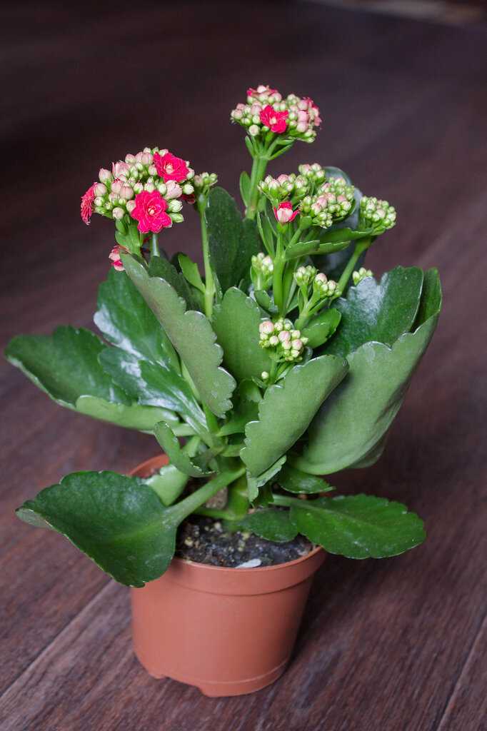 Комнатное растение каланхоэ: фото и описание, чем полезен цветок, уход, размножение в домашних условиях