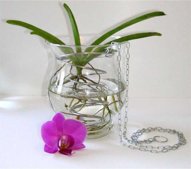 Орхидея ванда: особенности посадки, размножения и ухода