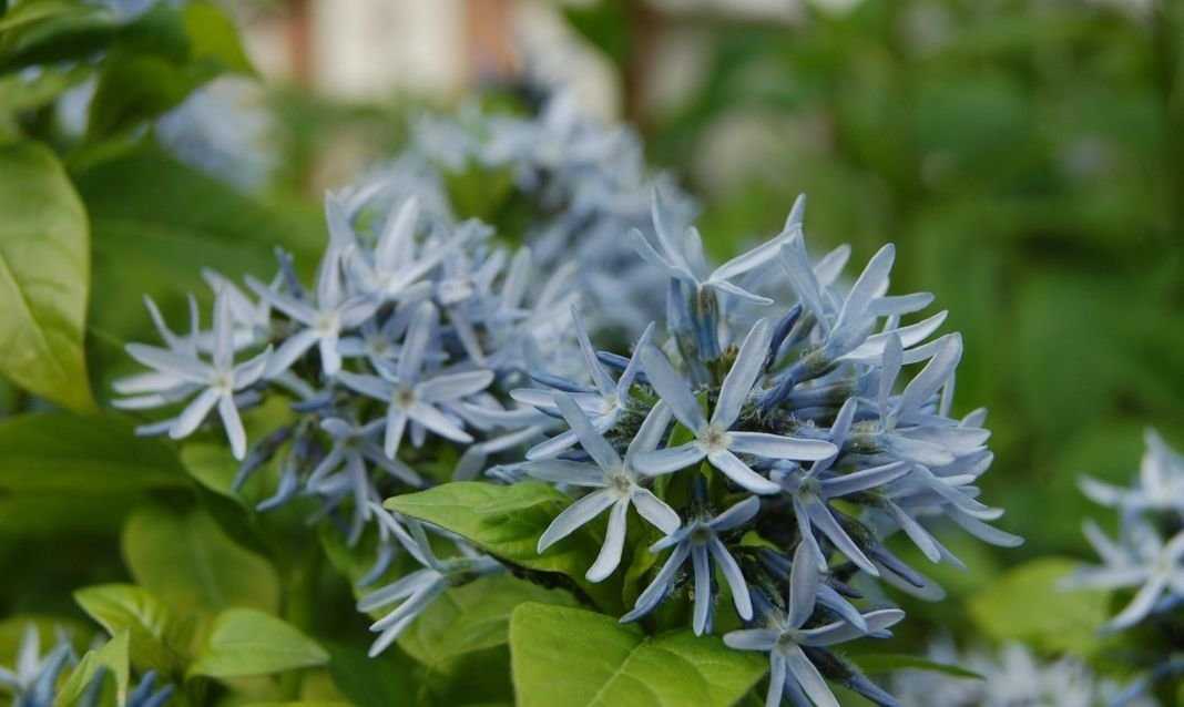 Голубая звезда – амсония: выращивание и размножение