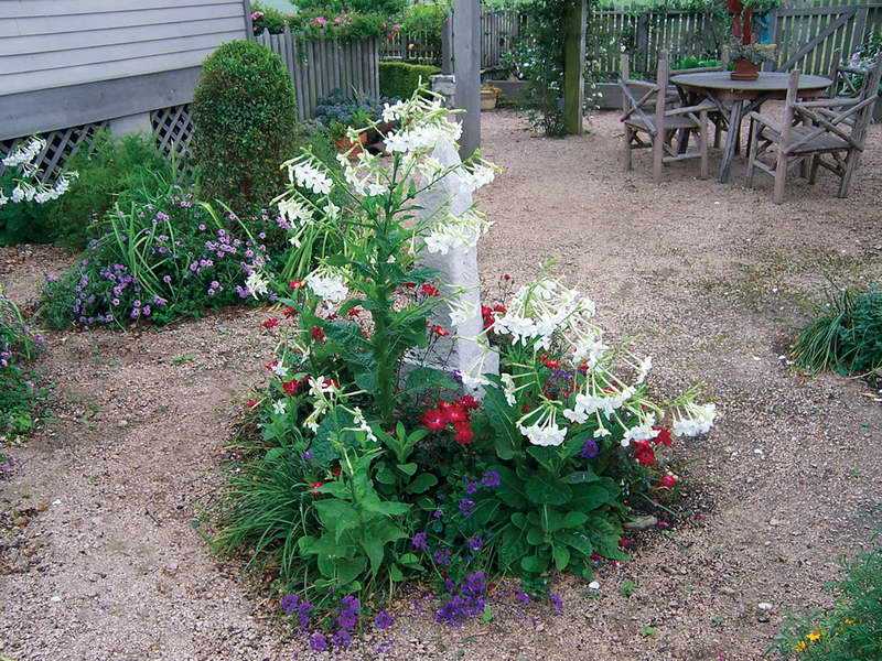 Душистый табак - садовые растения представляет разноцветие