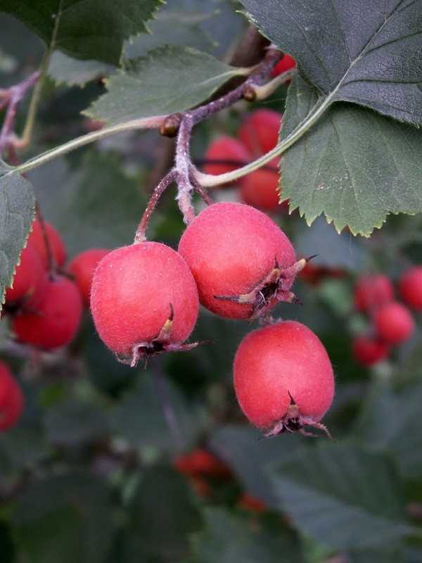Полезные свойства боярышника, при каких заболеваниях применяют ягоды
