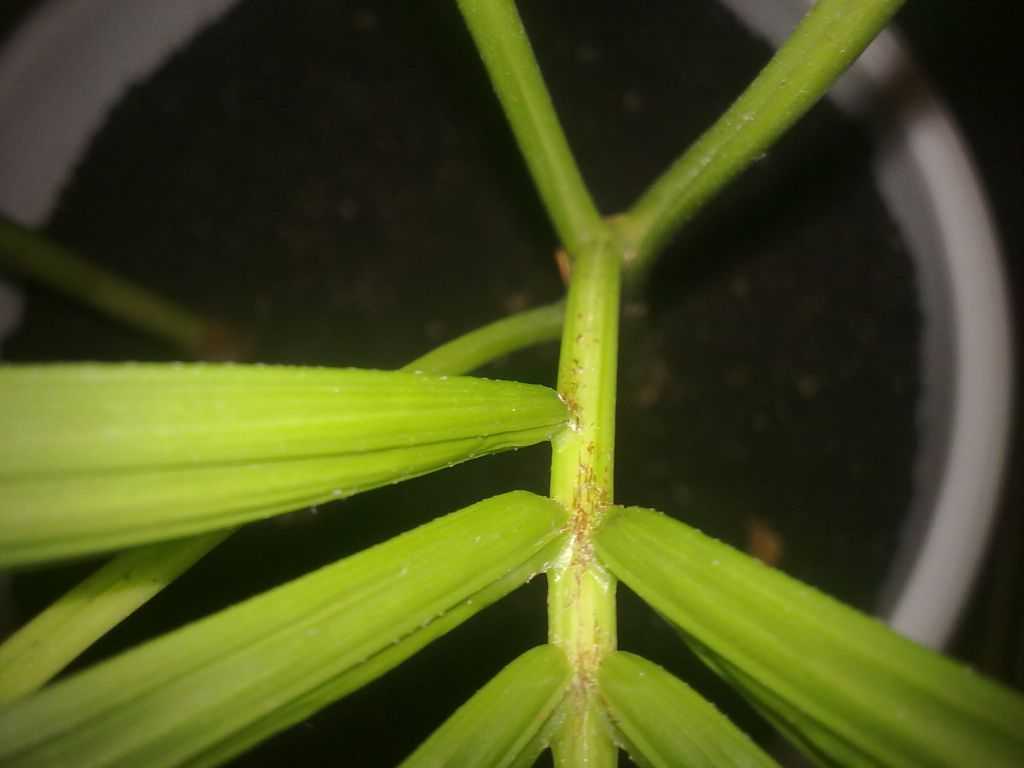 Домашняя пальма хризалидокарпус