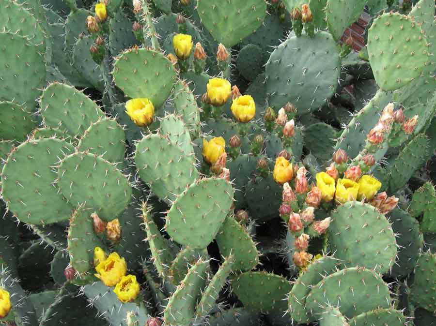 Опунция мелковолосистая (opuntia microdasys): описание кактуса, уход в домашних условиях и в открытом грунте, особенности размножения, а также фото растениядача эксперт