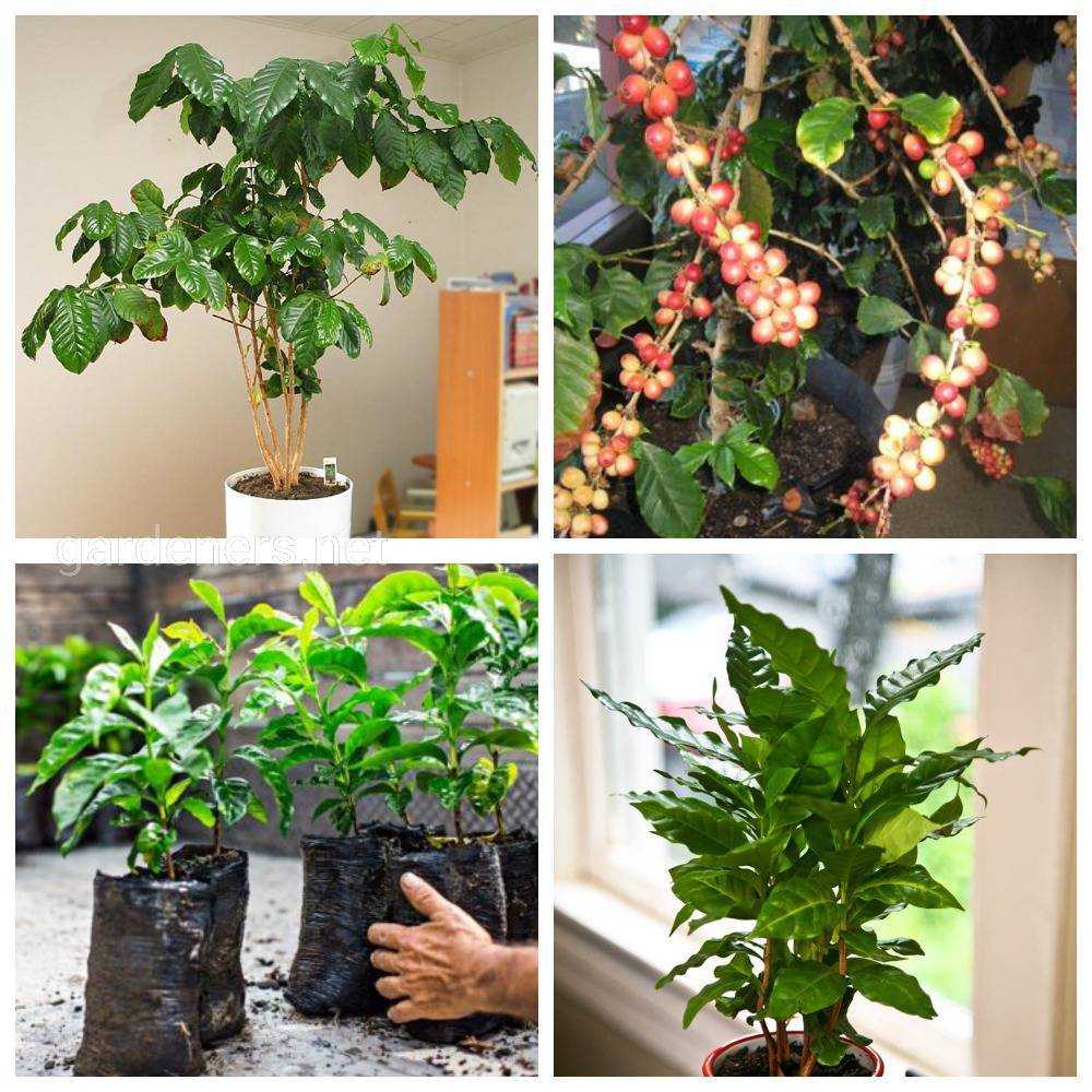 Кофейное дерево: уход в домашних условиях, пересадка и размножение
