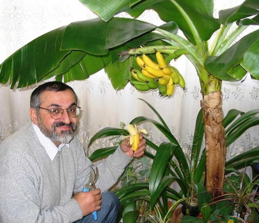 Банан выращивание и уход