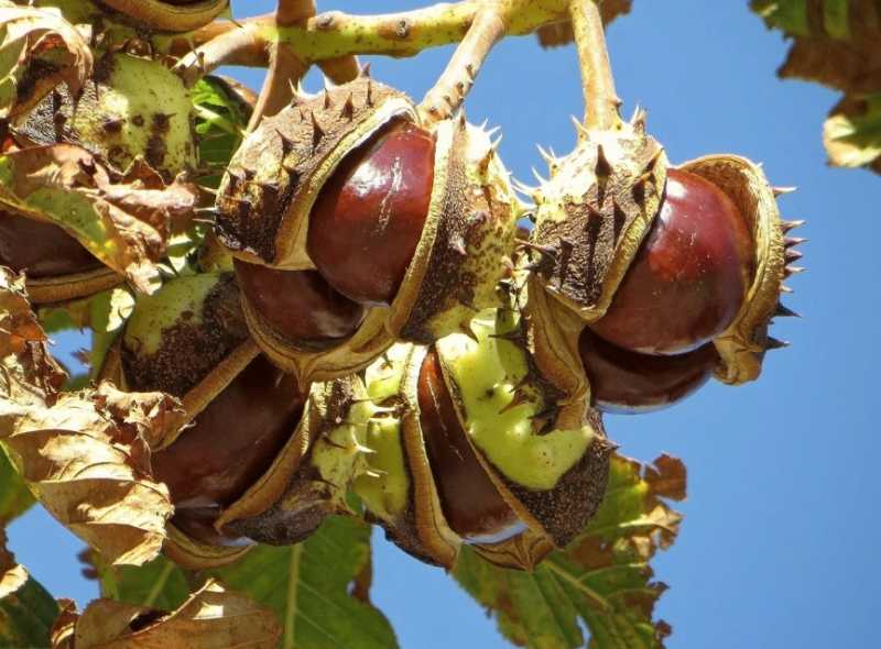 Цветущее дерево каштан: плоды и лечебные свойства. как посадить