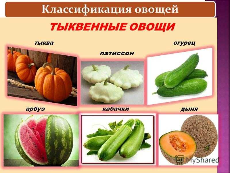 Ангурия - новая овощная культура. статья научная (@vegetables) - readera.org
