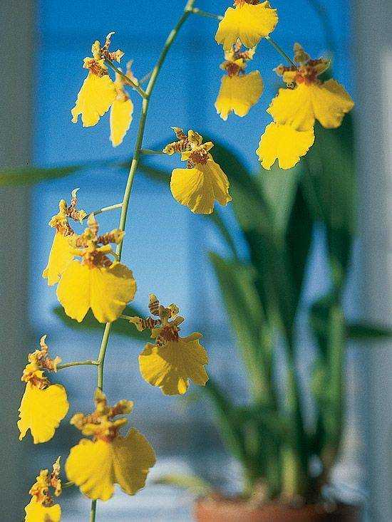 Орхидея онцидиум: выращивание и уход