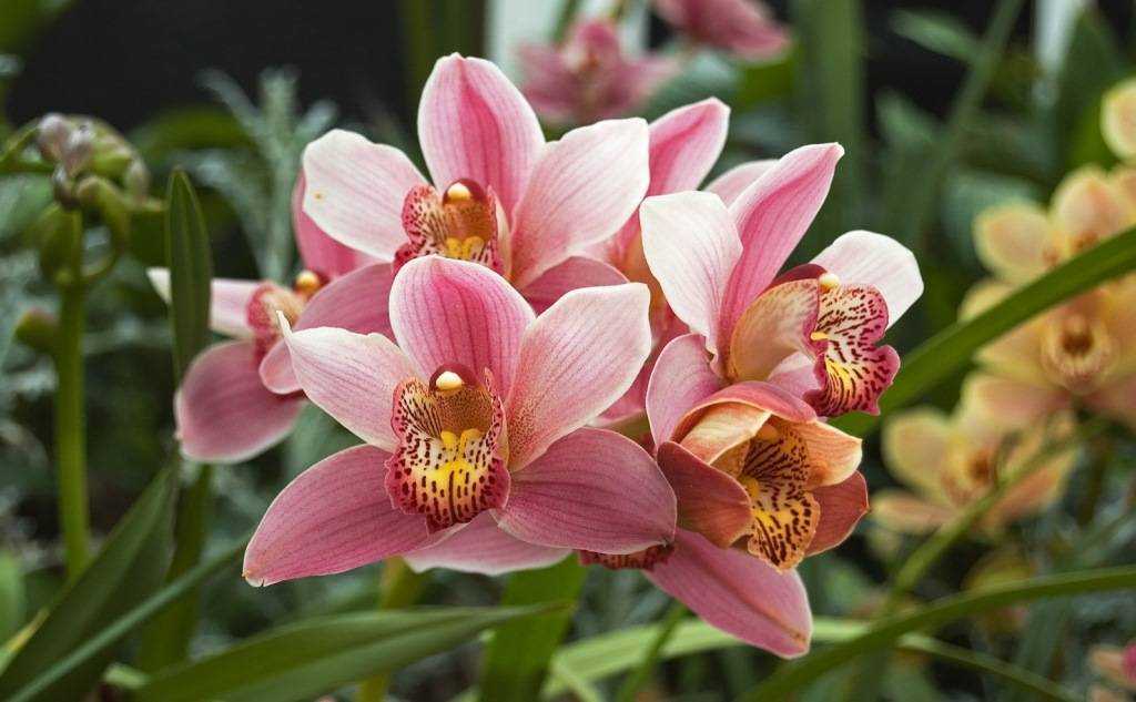 Блог об орхидеях