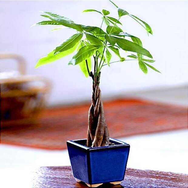 Пахира (бутылочное дерево): уход в домашних условиях, фото, виды, акватика, где растет цветок