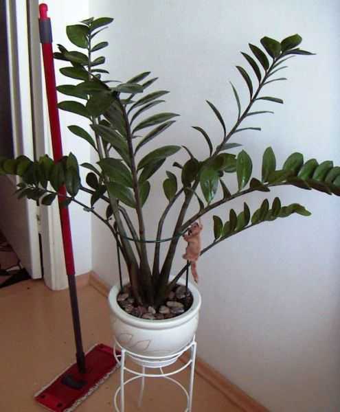 Замиокулькас (долларовое дерево) фото, уход в домашних условиях, размножение