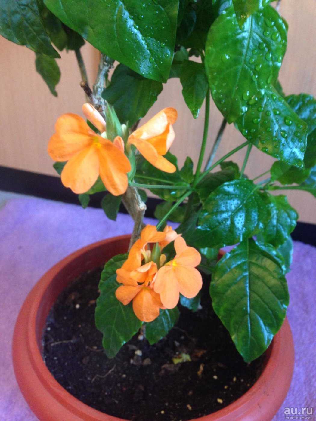 Цветок кроссандра: нюансы выращивания и способы размножения растения