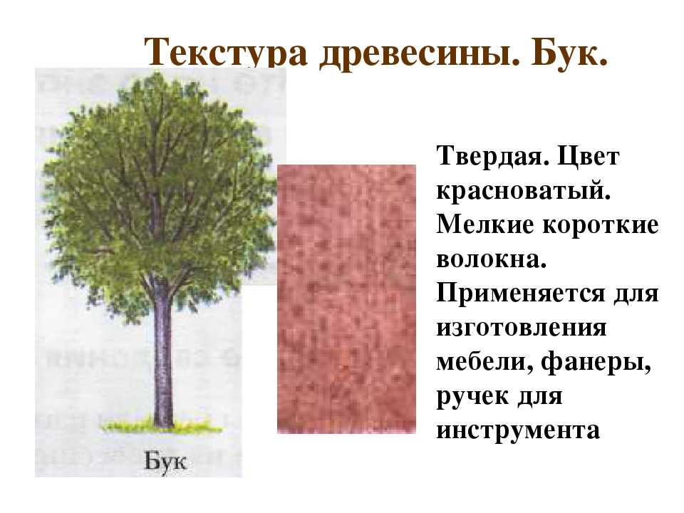 Бук: цвет, фото и описание дерева | строительство. деревянные и др. материалы