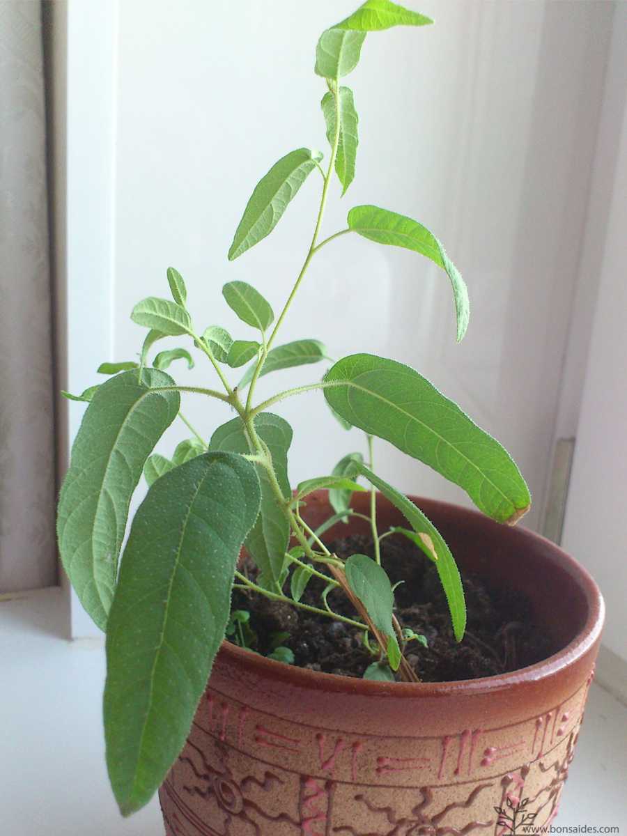 Эвкалипт: фото, лечебные свойства, комнатное растение, выращивание в горшке, уход в домашних условиях, как посадить, как растет, приминение