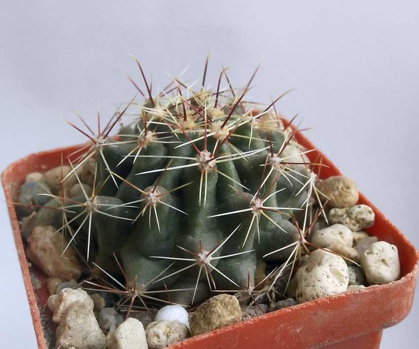 Ферокактус (ferocactus): особенности рода, как посадить и ухаживать