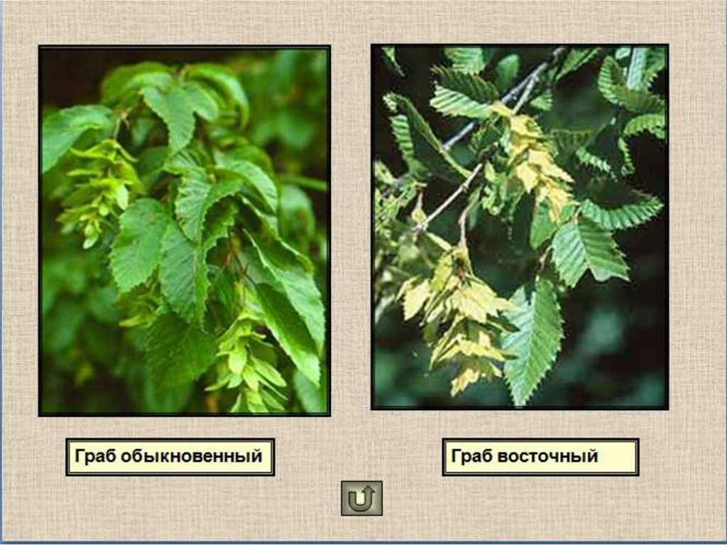 Дерево граб, где растет в россии, особенности выращивания, область применения