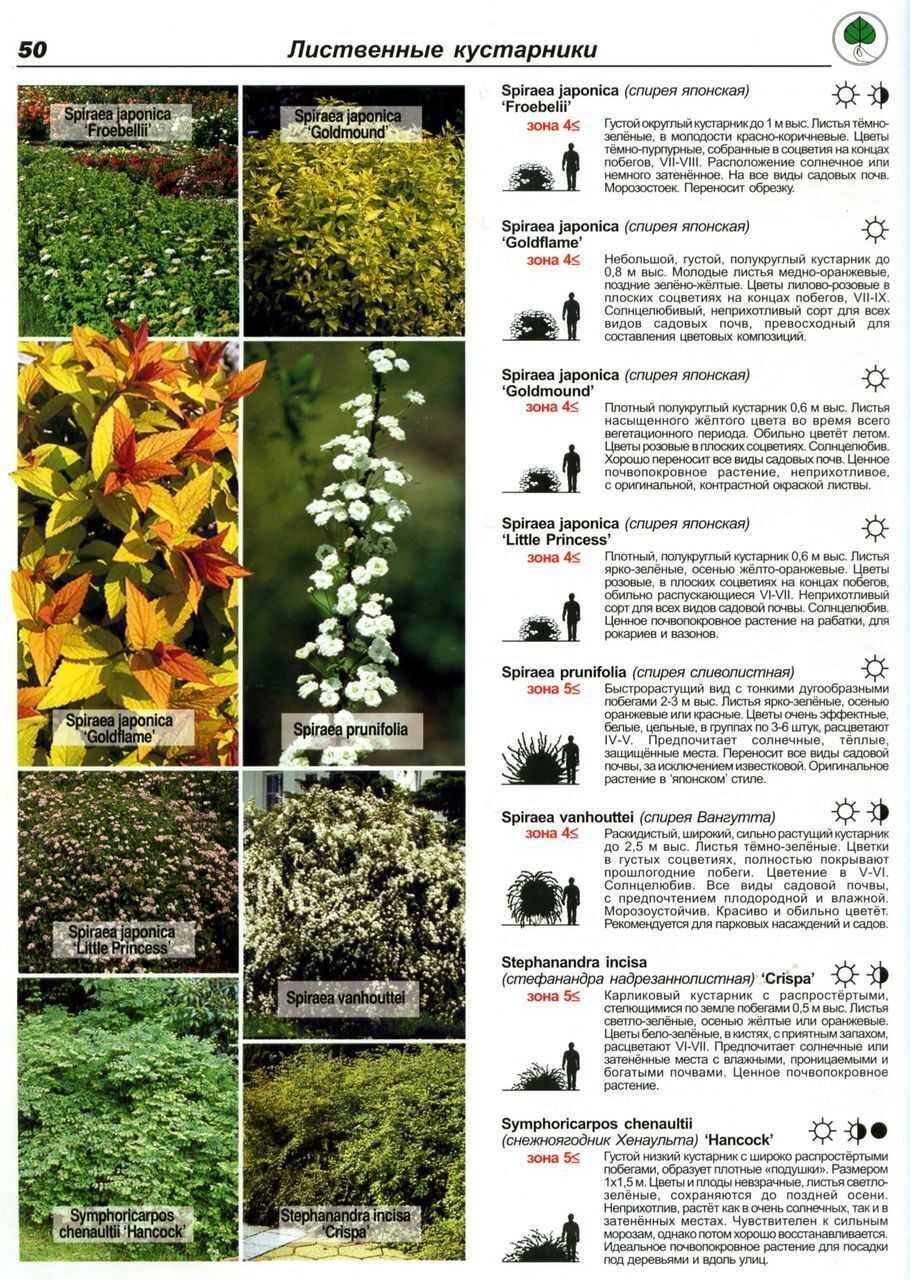Декоративно-цветущие кустарники для сада: каталог с фото и названиями 