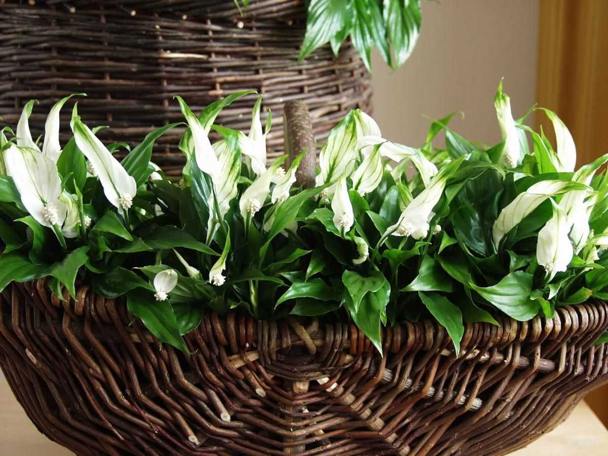 Цветок спатифиллум уход в домашних условиях | flowery-blog