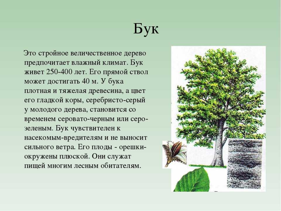 Бук: описание дерева, выращивание, фото и виды