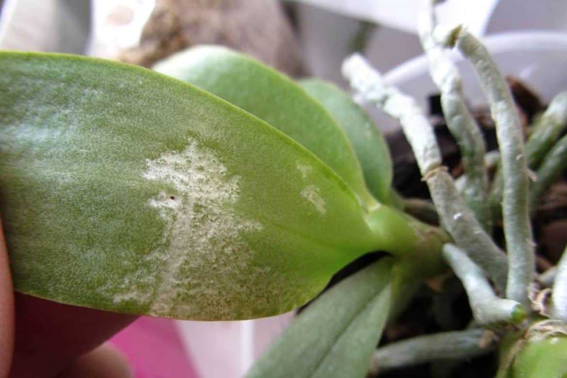 Гниют корни у орхидеи фаленопсис - что делать и как спасти цветок, если появилась гниль шейки