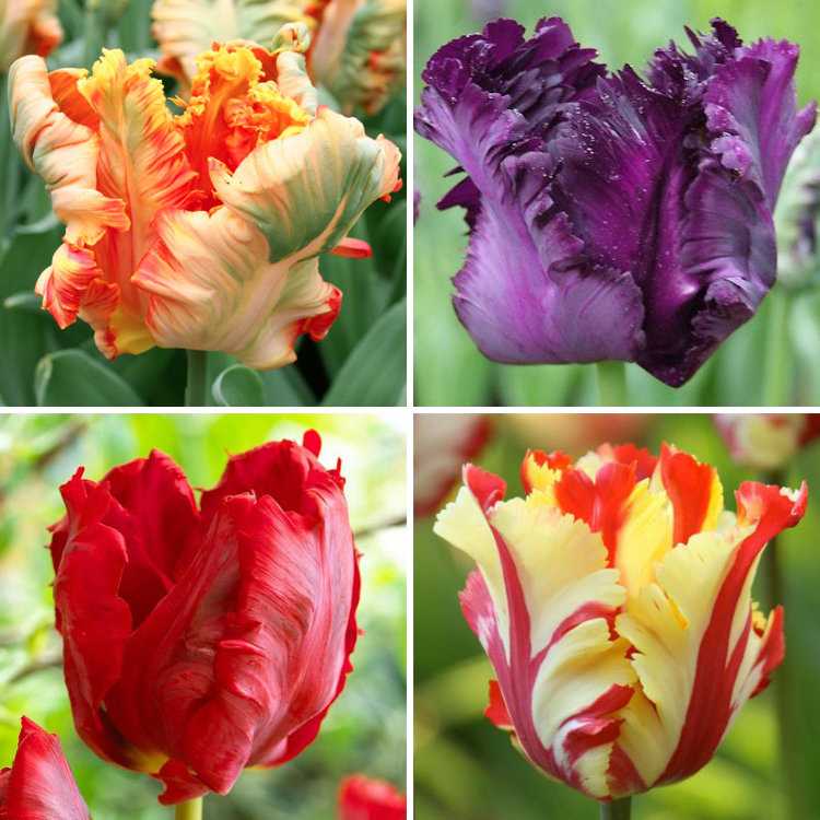 Махровые тюльпаны: эффектные сорта, фото, описание