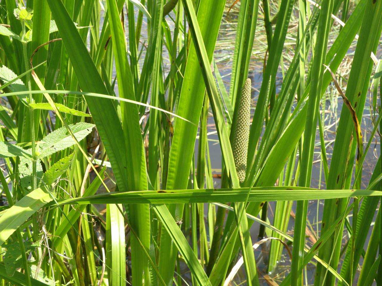 Аир болотный: лечебные свойства и рецепты народной медицины 