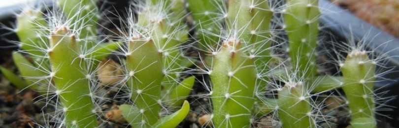 Ферокактус — 11 популярных видов неприхотливого кактуса