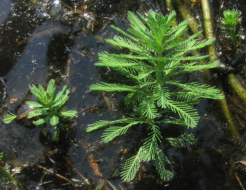 Перечень плавающих растений и растений - оксигенаторов, пригодных для выращивания в условиях подмосковья. 