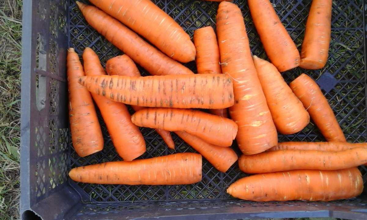 Всё о морковке