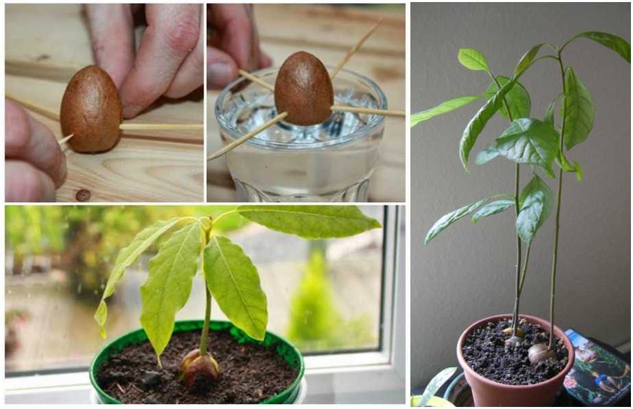 Как вырастить авокадо в домашних условиях 🥑 (9 рекомендаций) 🥑 как вырастить косточку авокадо в домашних условиях