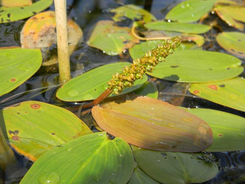 Популярные водные растения для пруда