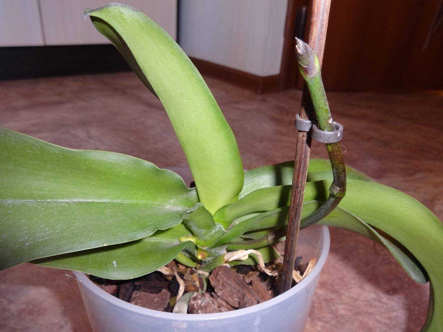 Чернеют листья орхидеи: почему это происходит и что делать с почерневшими кончиками листьев