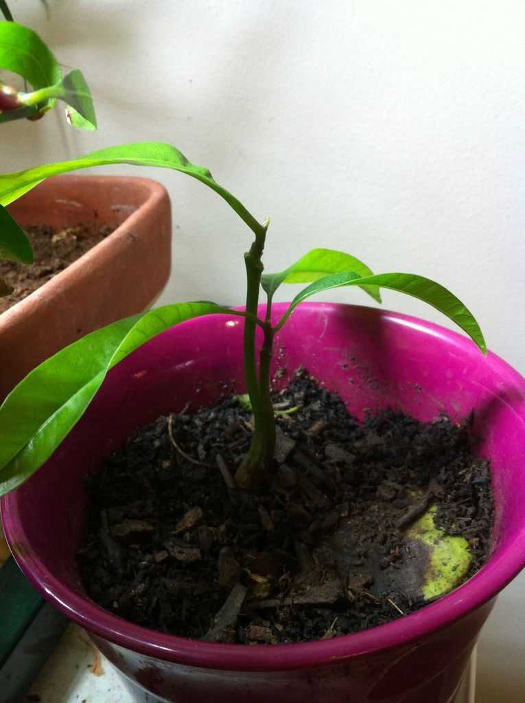 Как правильно выбрать манго, посадить его и вырастить из косточки в домашних условиях - новости на kp.ua