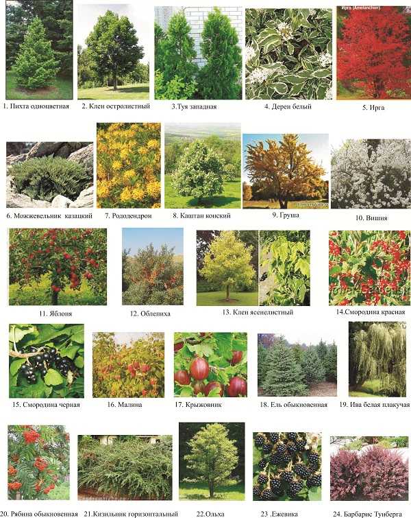 Лучшие декоративные деревья для сада: фото с названиями и описанием