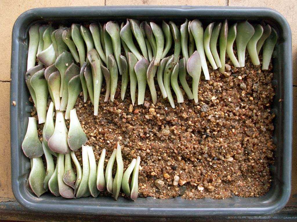 Эхеверия щетинистая (echeveria setosa): как выращивать суккулент