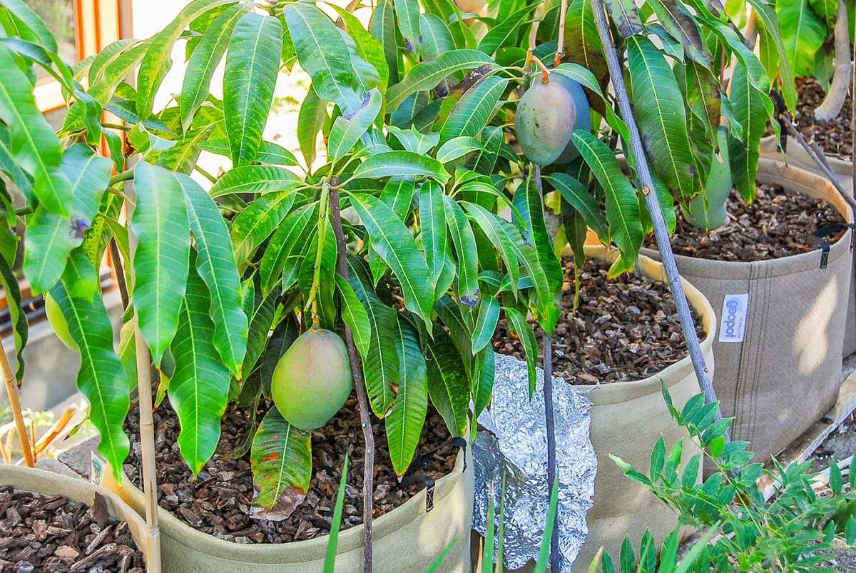 Тропическое дерево в домашних условиях: как вырастить манго из косточки