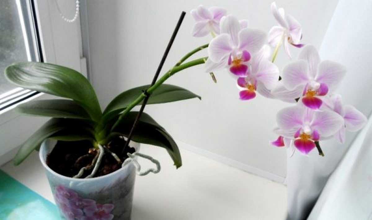 Орхидея фаленопсис: как правильно ухаживать в домашних условиях?